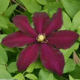 clematis-warszawska-nike-wielkokwiatowy-p9-c1
