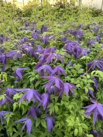 clematis-botaniczny-violet-pink-pelny-poj-2l