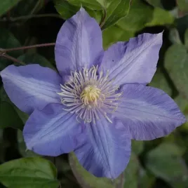 clematis-vyvyan-pennell-wielkokwiatowy-poj-4l