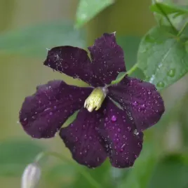 clematis-warszawska-nike-wielkokwiatowy-poj-4l