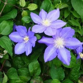 clematis-vyvyan-pennell-wielkokwiatowy-poj-2l
