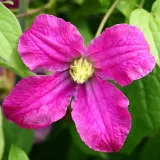 clematis-czerwony-bylinowy-poj-2l-rodzaj-rosliny-powojnik