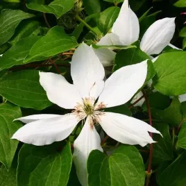 clematis-henryi-wielkokwiatowy-poj-2l