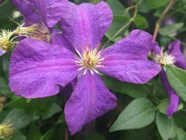 clematis-polish-spirit-poj-2l