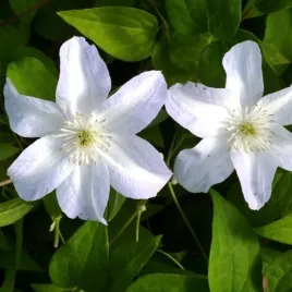clematis-yukikomachi-wielkokwiatowy-poj-2l