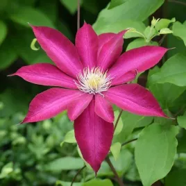 clematis-kakio-pink-champagne-poj-2l