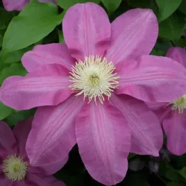 clematis-vino-wielkokwiatowy-poj-4l