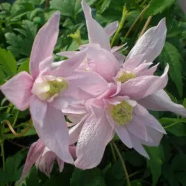 clematis-botaniczny-markham-s-pink-poj-2l