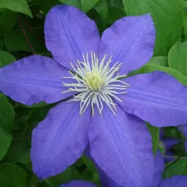 clematis-lasurstern-wielkokwiatowy-poj-4l