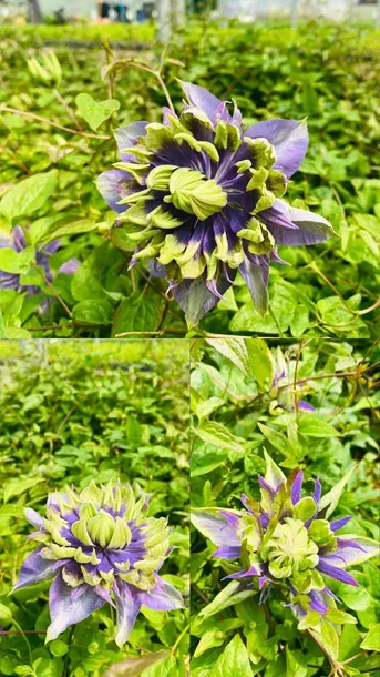 clematis-taigar-p9-c1-producent-inna