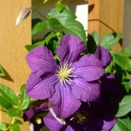 clematis-etoile-violette-poj-2l