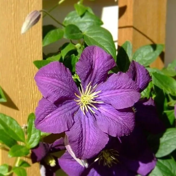 clematis-etoile-violette-poj-2l
