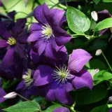 clematis-etoile-violette-poj-2l-rodzaj-rosliny-powojnik
