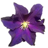 clematis-etoile-violette-poj-2l-rodzaj-rosliny-powojnik-producent-inna