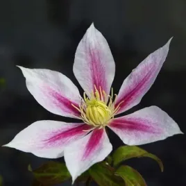 clematis-andromeda-wielkokwiatowy-poj-4l