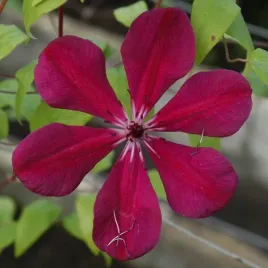 clematis-allanah-wielkokwiatowy-poj-4l