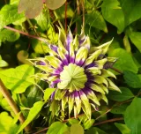 clematis-taigar-poj-2l