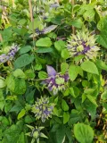 clematis-taigar-poj-2l-rodzaj-rosliny-powojnik