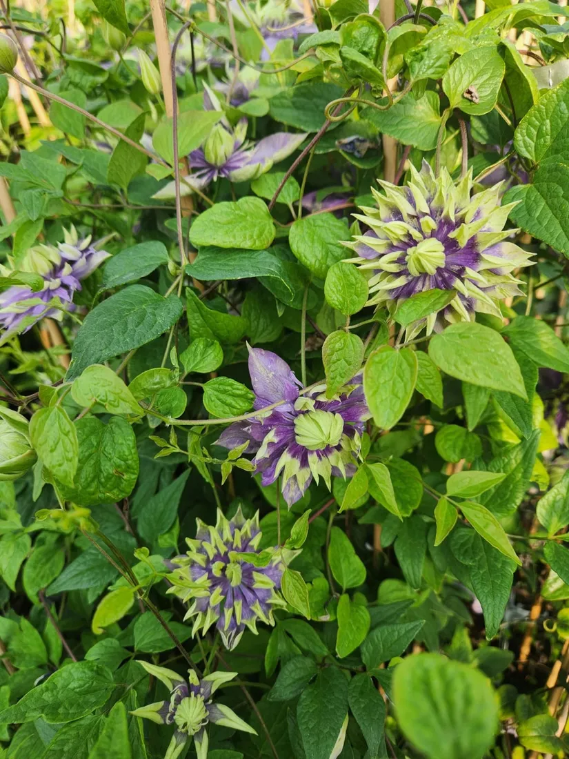 clematis-taigar-poj-2l-rodzaj-rosliny-powojnik
