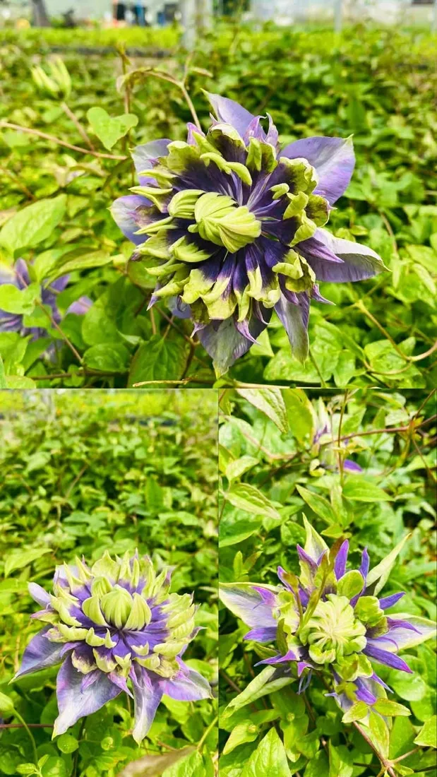 clematis-taigar-poj-2l