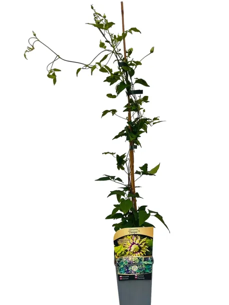 clematis-taigar-poj-2l-nazwa-lacinska-clematis