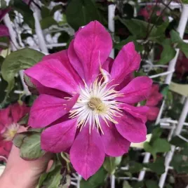 clematis-pelny-polpelny-red-star-poj-2l