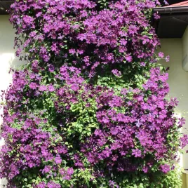 clematis-polish-spirit-poj-4l