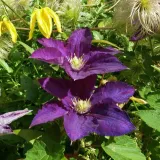 clematis-lech-kaczynski-poj-4l