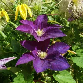 clematis-lech-kaczynski-poj-4l