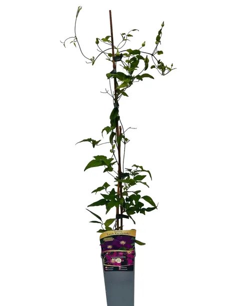 clematis-lech-kaczynski-poj-4l-nazwa-lacinska-clematis