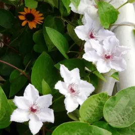 clematis-maria-kaczynska-poj-4l