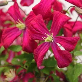 clematis-viticella-rubra-poj-4l