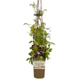 clematis-stolwijk-gold-poj-4l-producent-inna