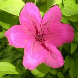 clematis-kardynal-wyszynski-wielkokwiatowy-poj-4l