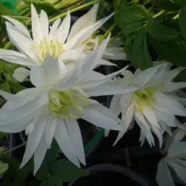 clematis-albina-plena-botaniczny-pelny-poj-4l