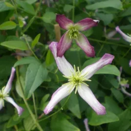 clematis-botaniczny-rubromarginata-poj-4l