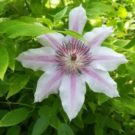 clematis-nelly-moser-wielkokwiatowy-poj-4l