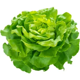 salata-zielona-1-sztuka