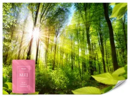 fototapeta-do-salonu-sloneczny-las-krajobraz-natura-liscie-efekt-3d-100x70