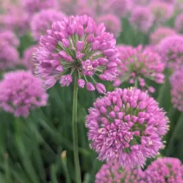 czosnek-bylinowy-ozdobny-serendipity-sadzonki-allium-letnie-fioletowe-kule