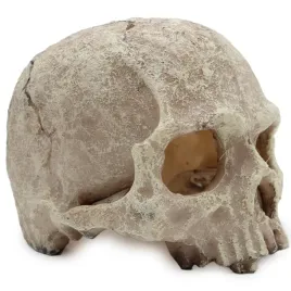 czaszka-ludzka-xl-14cm-atd
