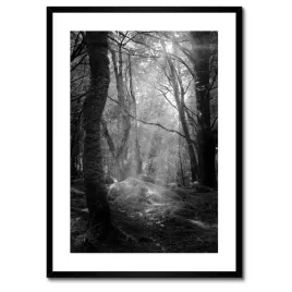 plakaty-w-ramie-50x70-tajemniczy-las-promienie