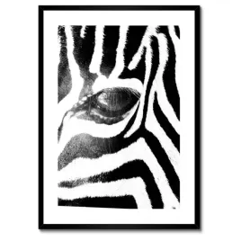 plakaty-w-ramie-50x70-zebra-paski