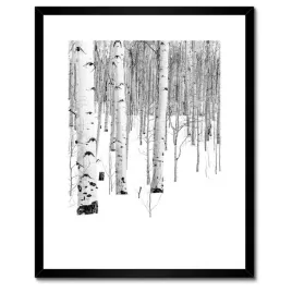 plakaty-w-ramie-40x50-zimowe-brzozki-drzewka