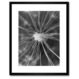 plakaty-w-ramie-40x50-dmuchawiec-kwiat-kwiatki