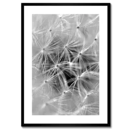 plakaty-w-ramie-50x70-dmuchawiec-kwiat-kwiatki