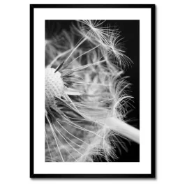 plakaty-w-ramie-50x70-dmuchawiec-kwiat-kwiatki