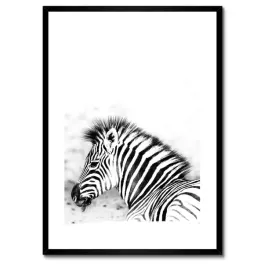 plakaty-w-ramie-50x70-zebra-paski