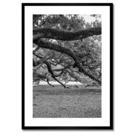 plakaty-w-ramie-50x70-potezne-deby