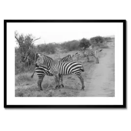 plakaty-w-ramie-70x50-zebra